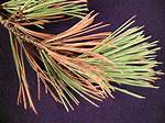 Why Are My Black Pine Needles Turning Brown?