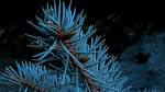 Why Are My Blue Spruce Needles Turning Brown?
