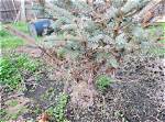 Why Are My Blue Spruce Trees Dying?