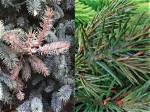 Why Are My Blue Spruce Trees Turning Yellow?