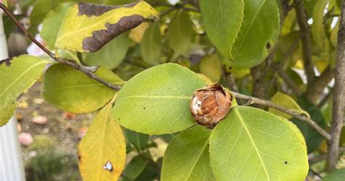 Why Are My Camellia Leaves Sticky?