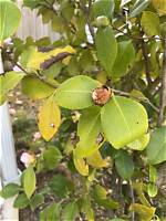 Why Are My Camellia Leaves Sticky?
