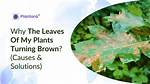 Why Are My Catalpa Leaves Turning Brown?
