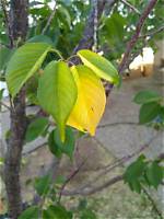 Why Are My Cherry Blossom Leaves Turning Brown?