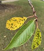 Why Are My Cherry Trees Losing Leaves?