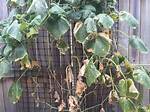 Why Are My Cucumber Plants Suddenly Dying?
