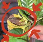 Why Are My Gardenia Flowers Turning Brown?