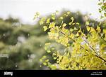 Why Are My Ginkgo Tree Leaves Turning Yellow?