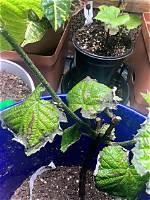 Why Are My Grape Vines Turning Black?