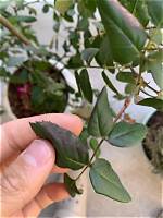 Why Are My Knockout Roses Turning Purple?