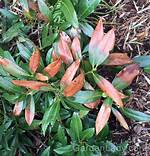 Why Are My Laurel Bushes Dying?