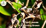 Why Are My Leaves Turning Brown on My Pear Tree?