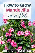 Why Are My Mandevilla Buds Not Opening?
