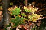 Why Are My Maple Tree Leaves Drying out?