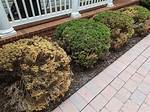Why Are My New Bushes Dying?