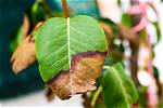 Why Are My New Plant Leaves Dying?