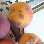 Why Are My Peaches Getting Brown Spots?