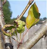 Why Are My Pear Tree Leaves Curling?