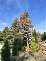 Why Are My Pencil Pines Dying?