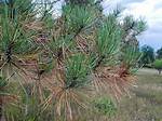 Why Are My Ponderosa Pine Needles Turning Brown?