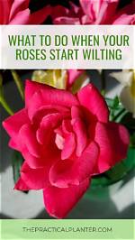 Why Are My Primrose Wilting?