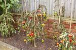 Why Are My Tomatoes a Little Dry Inside?