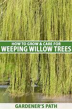 Why Are My Willow Leaves Turning Brown?