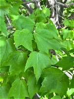 Why Are Some Branches on My Maple Tree Dying?