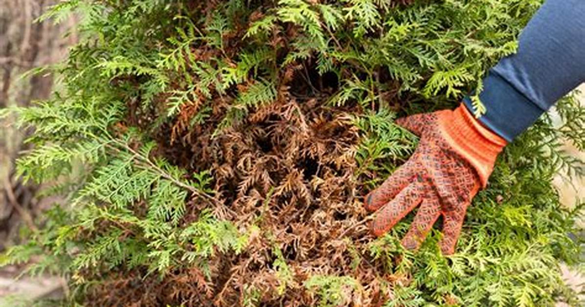 Why Are the Bottoms of My Arborvitae Dying?