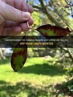 Why Are the Leaves Falling off My Cherry Tree?