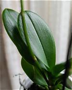 Why Are the Leaves of My Orchid Sticky?