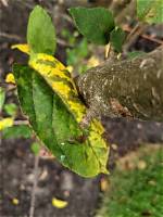 Why Are the Leaves on My Apple Tree Wilting?