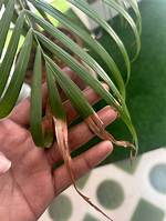 Why Are the Leaves on My Areca Palm Tree Turning Brown?