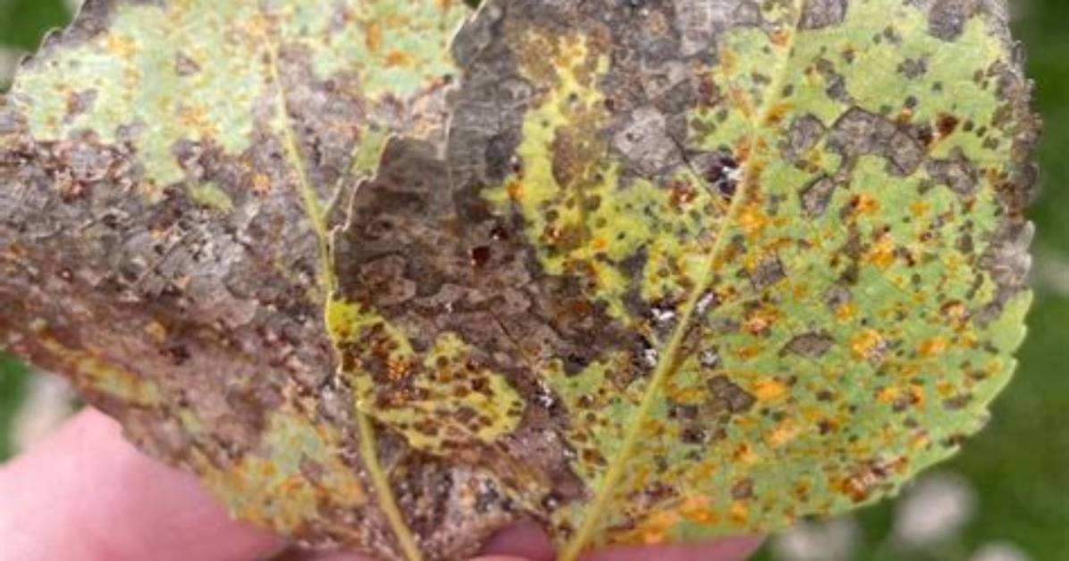 Why Are the Leaves on My Aspen Tree Turning Brown?