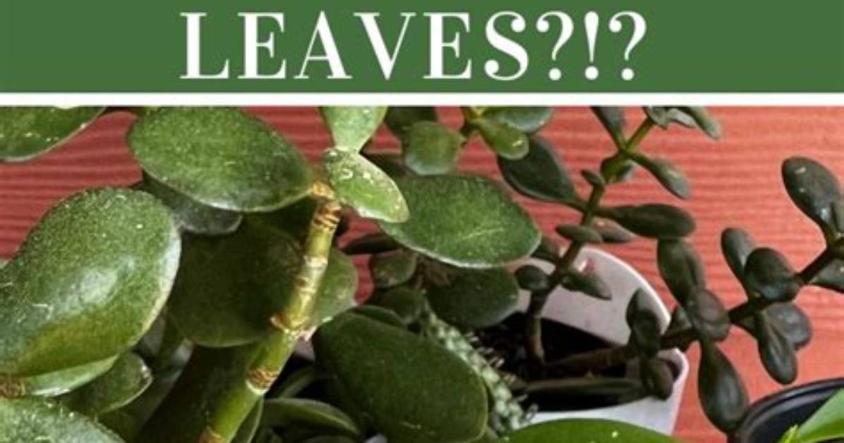 Why Are the Leaves on My Jade Plant Drying up and Falling off?