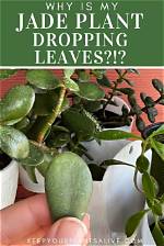 Why Are the Leaves on My Jade Plant Drying up and Falling off?