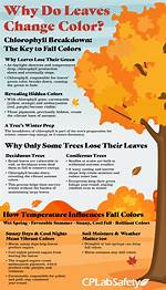 Why Are the Leaves on My Newly Planted Cherry Tree Turning Yellow?