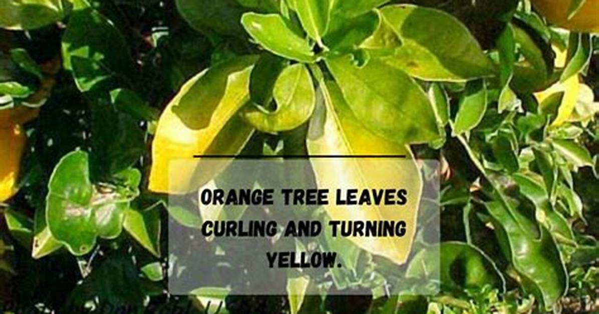Why Are the Leaves on My Orange Tree Turning Yellow and Falling off?