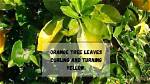 Why Are the Leaves on My Orange Tree Turning Yellow and Falling off?