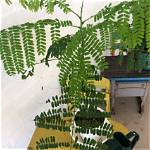 Why Are the Leaves on My Poinciana Tree Turning Yellow?