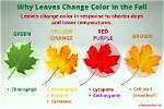 Why Are the Leaves on My Red Maple Turning Brown?