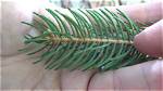 Why Are the Needles on My Norway Spruce Turning Brown?
