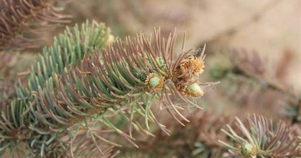 Why Are the Tips of My Spruce Trees Turning Brown?