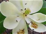 Why Are There Wasps in My Magnolia Tree?