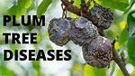 Why Did My Plum Tree Suddenly Die?