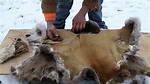 Why Did People Wear Animal Skin?