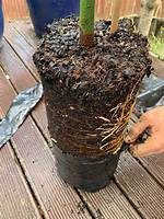 Why Do Banksia Leaves Turn Yellow?