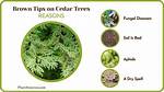 Why Do Cedar Trees Turn Brown in the Winter?