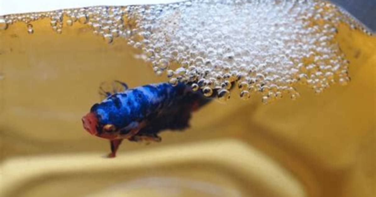 Why Do Fish Make Bubbles?