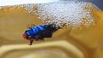 Why Do Fish Make Bubbles?
